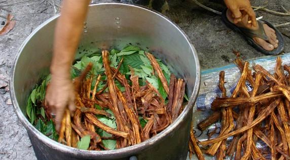 ayahuasc_0
