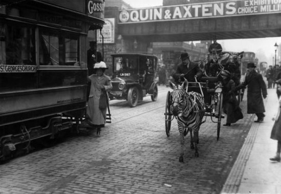 A zebra and trap and a London tram vie for business in Brixton. (Photo by Topical Press Agency/Getty Images)