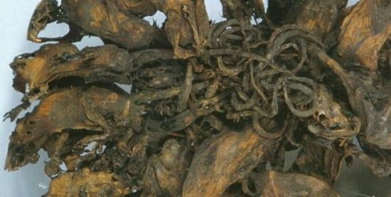 Kralj štakora Os uma